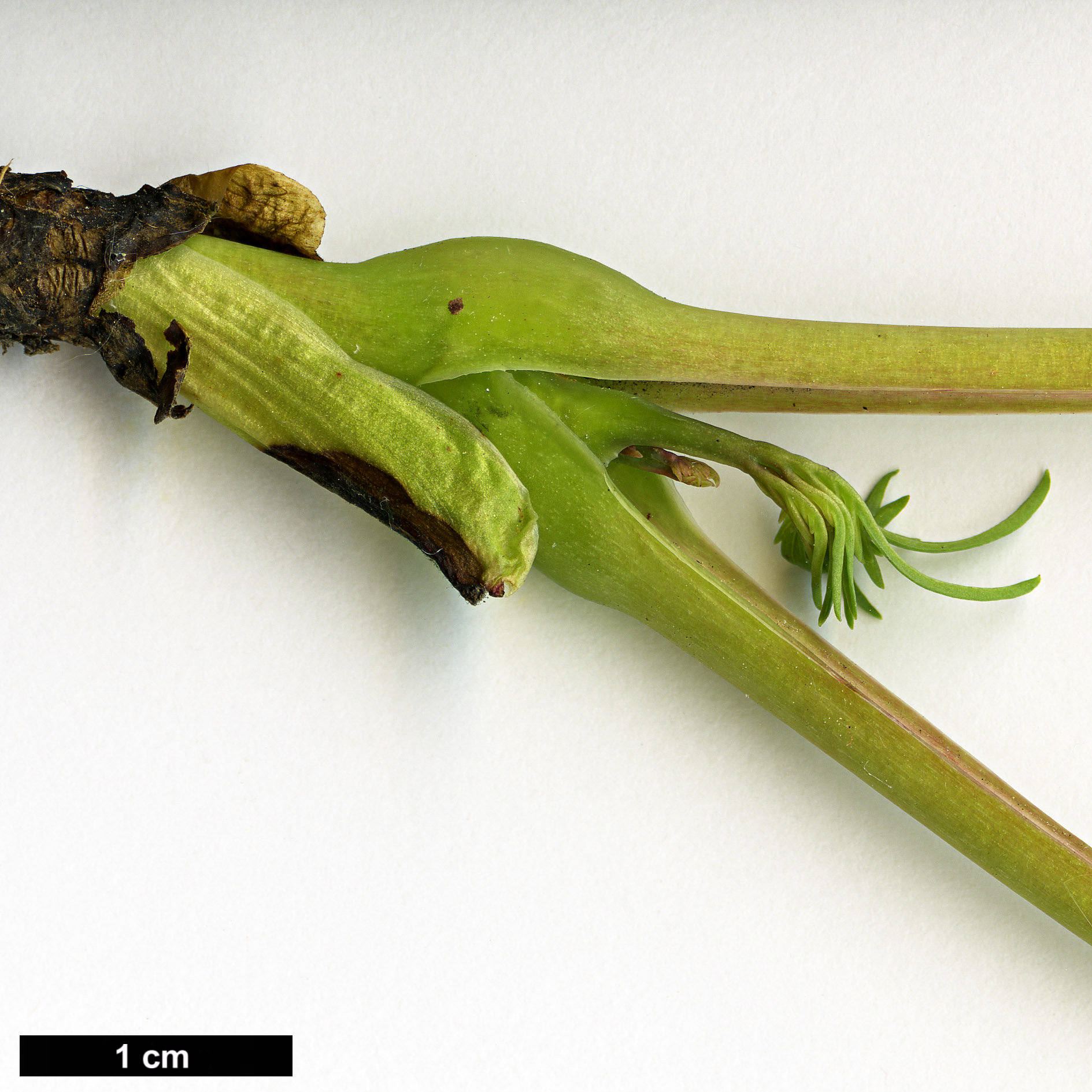 High resolution image: Family: Paeoniaceae - Genus: Paeonia - Taxon: delavayi - SpeciesSub: var. delavayi f. lutea